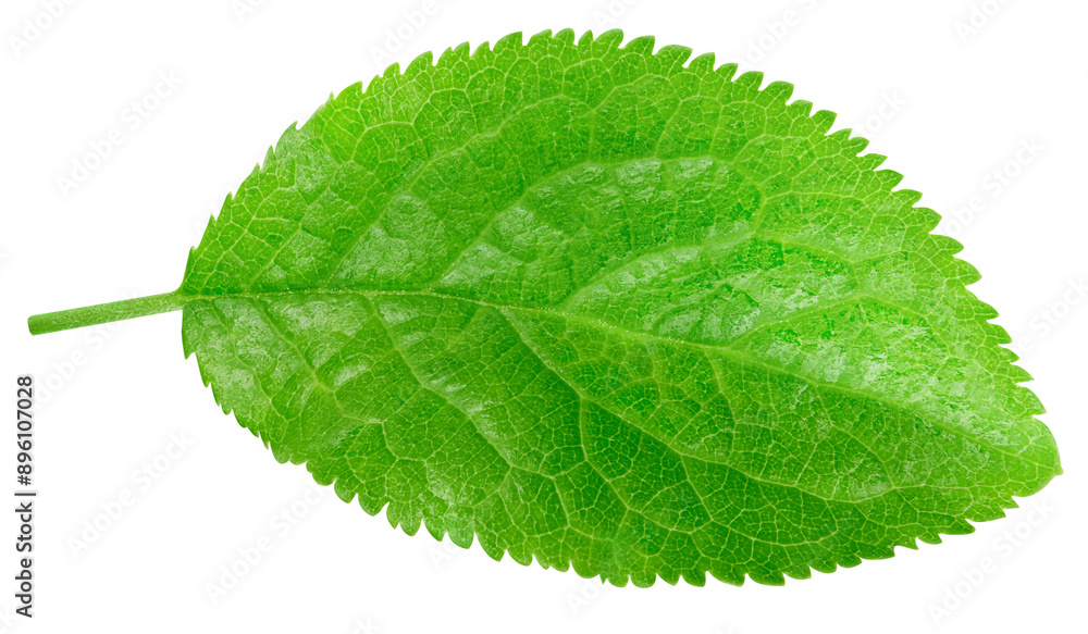Obraz premium Plum leaf isolated on white background