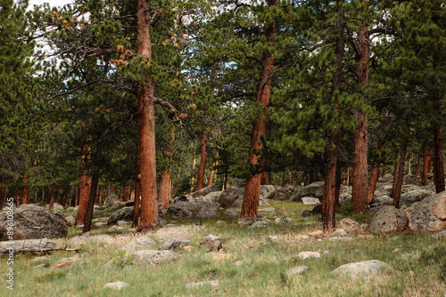 The red bark of the ponderosa pines contrast with the boulders that dot the forest floor near Moraine Park Campground in Rocky Mountain National Park, Colorado. photo