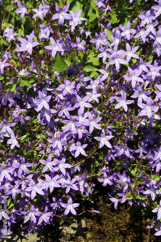 Obraz premium Sunlit Trailing Bellflower blooms, Derbyshire England 