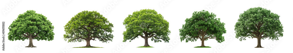 large green oak trees collection isolated on transparent or white background large green oak trees collection isolated on transparent or white background