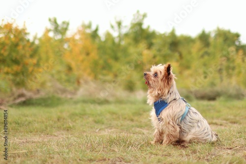 Yorkshire terrier crossbreed is on autumns meadow photo