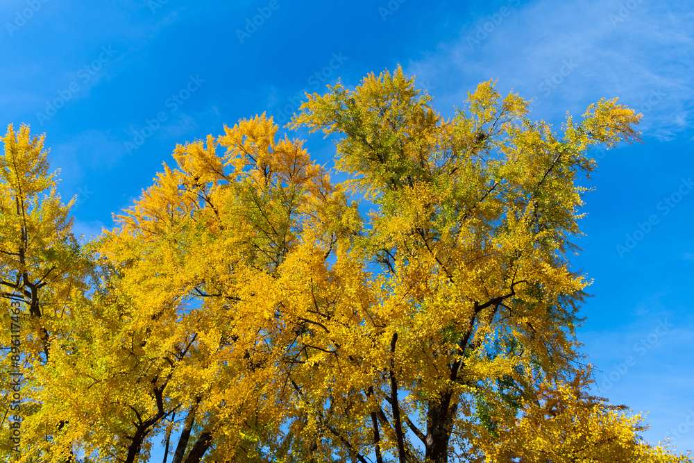 Autumn forest. Nature in fall season. Autumnal season in park. Seasonal leaves and tree. Natural autumn or fall season. Autumn beauty of nature. Nature in forest. Fall leaves in park. Rustling leaves Autumn forest. Nature in fall season. Autumnal season in park. Seasonal leaves and tree. Natural autumn or fall season. Autumn beauty of nature. Nature in forest. Fall leaves in park. Rustling leaves