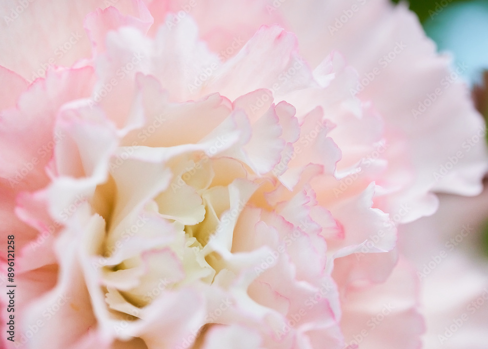 Obraz premium Close up of pink carnation flower with blurred background, selective focus