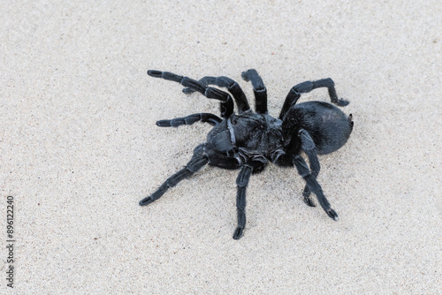 Eine schwarze Vogelspinne krabbelt auf Sand durch die Wüste, Seitenansicht photo