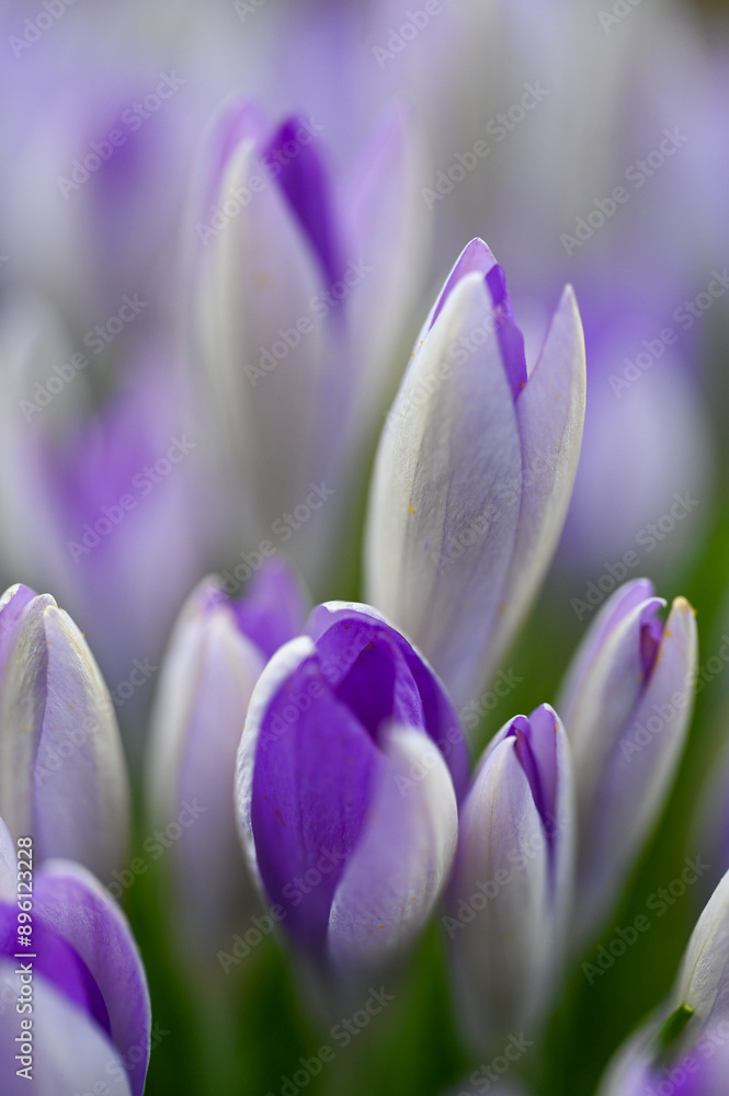 Naklejka premium Blume Krokus im Frühling