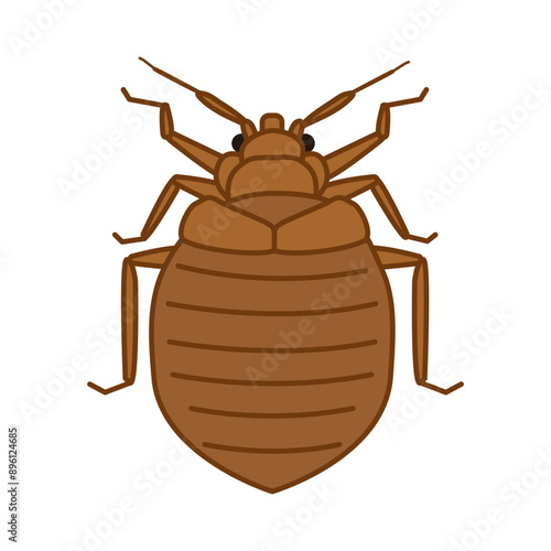 Color Illustration of bed bug
