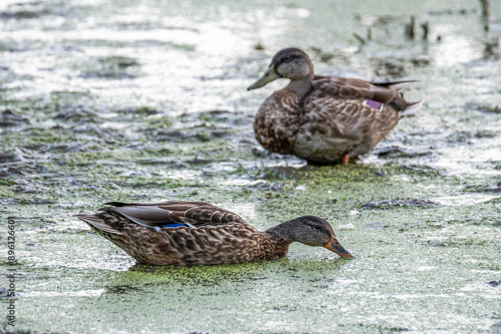 Fototapeta premium Pair of Mottled Ducks Feeding on a Lake