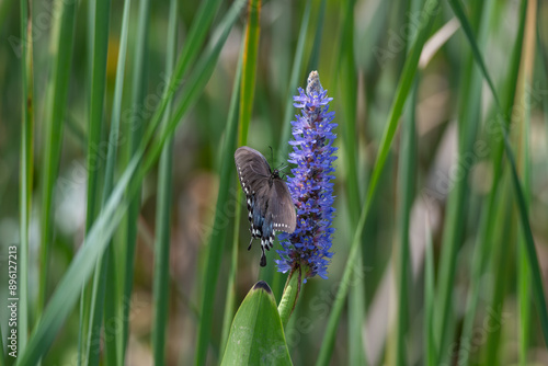 Spicebush Swallowtail Butterfly on Blue Pickerel Weed photo