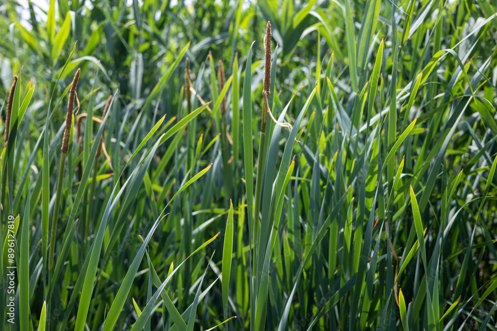 Obraz premium Reeds growing by the river with tall blades