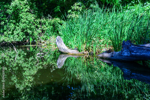 Reflection of trees in water growing in a small lake with dry trunks of dead trees floating in the water photo