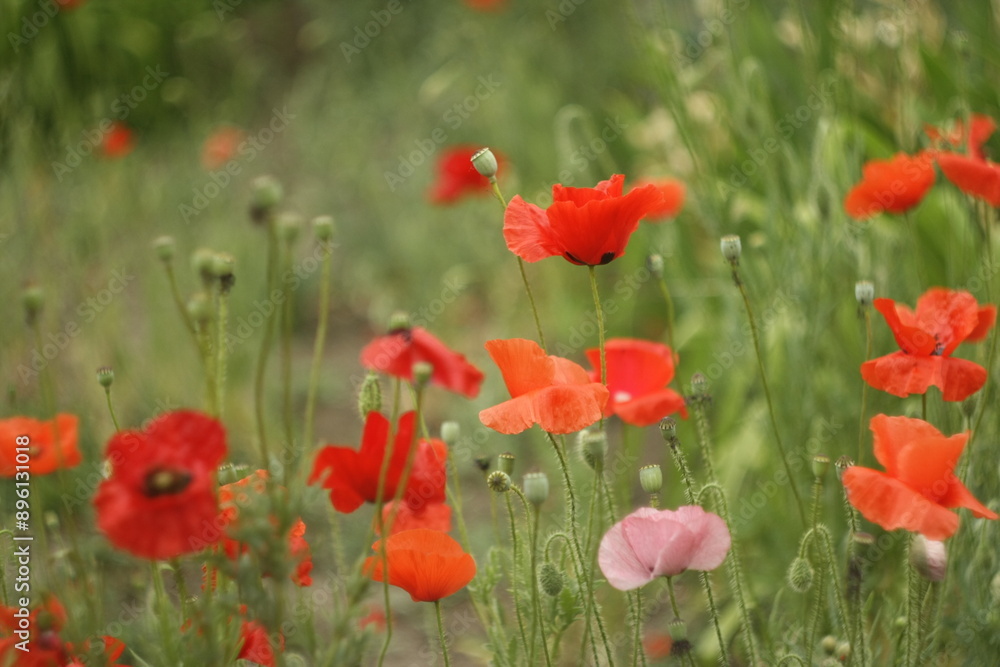 Fototapeta premium field of poppies