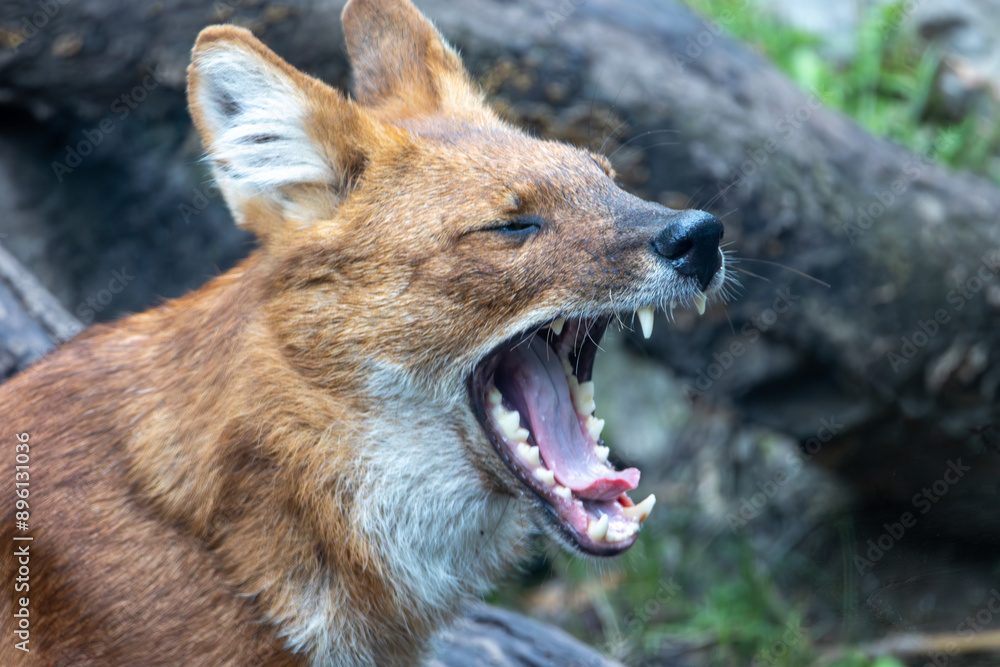 Obraz premium Dhole - Agile Hunter in Lush Forest Environment. Photo of dhole (Cuon alpinus)