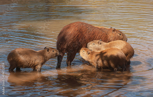 A family of Hydrochoerus hydrochoeris, capybara, mother nursing young in the lake photo