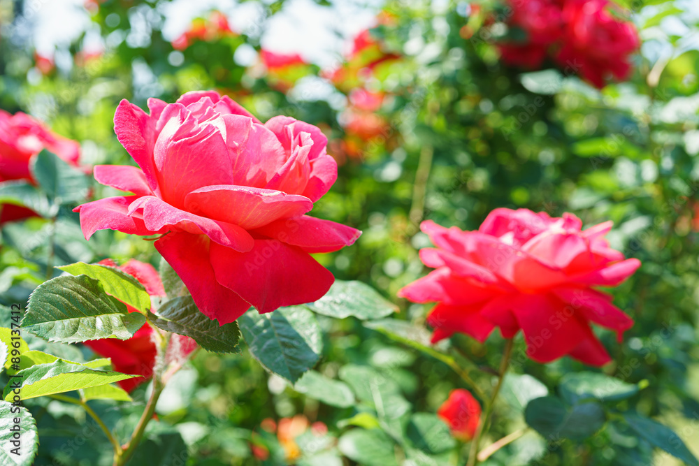 Beautiful blooming pink rose flower close up on roses bush background Beautiful blooming pink rose flower close up on roses bush background