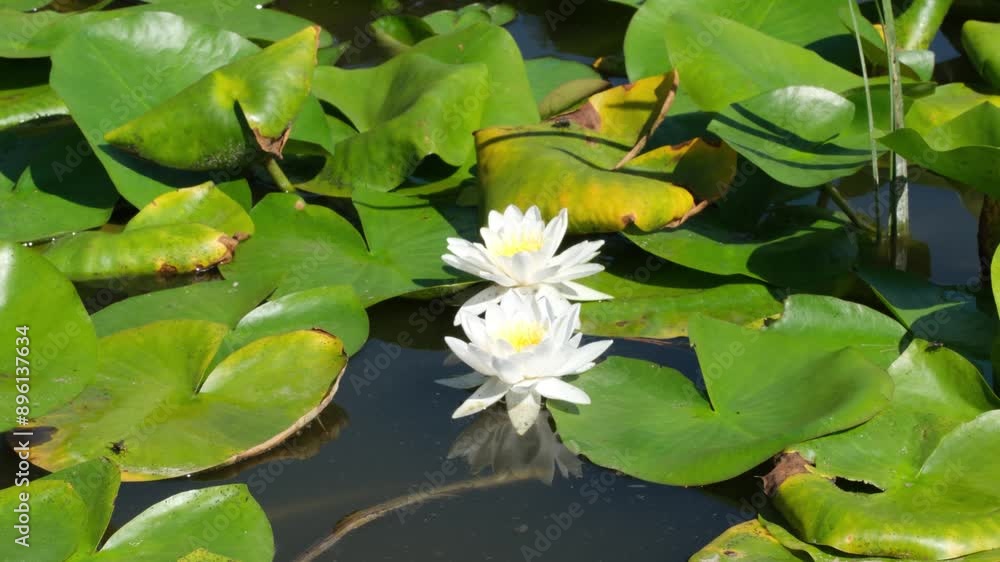 Two white water lilies blooming in a pond on a sunny day Two white water lilies blooming in a pond on a sunny day
