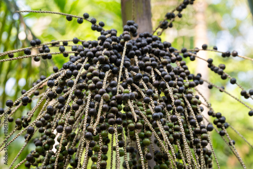 Beautiful fresh acai berry fruit bunch at farm in amazon rainforest, Brazil. Concept of super food, ecology, environment, vitamin, healthy, biodiversity, agriculture, harvest. Euterpe oleracea.	
