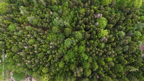Wald von oben