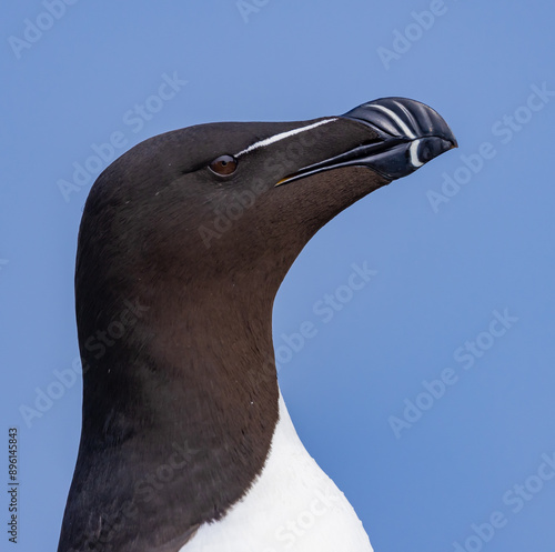 Extreme close up of the black and white razorbill with its unique beak