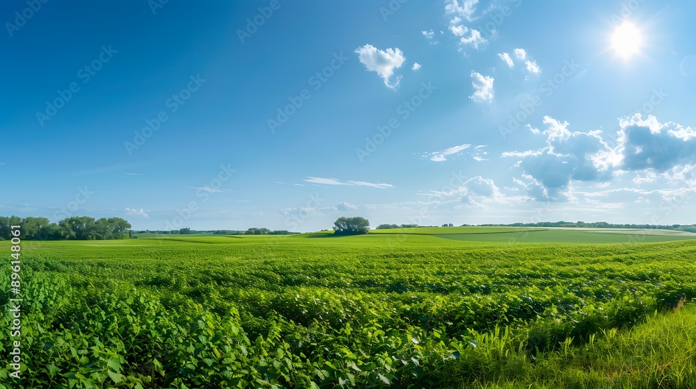 Lush Soybean Fields. Agriculture and Nature concept Lush Soybean Fields. Agriculture and Nature concept