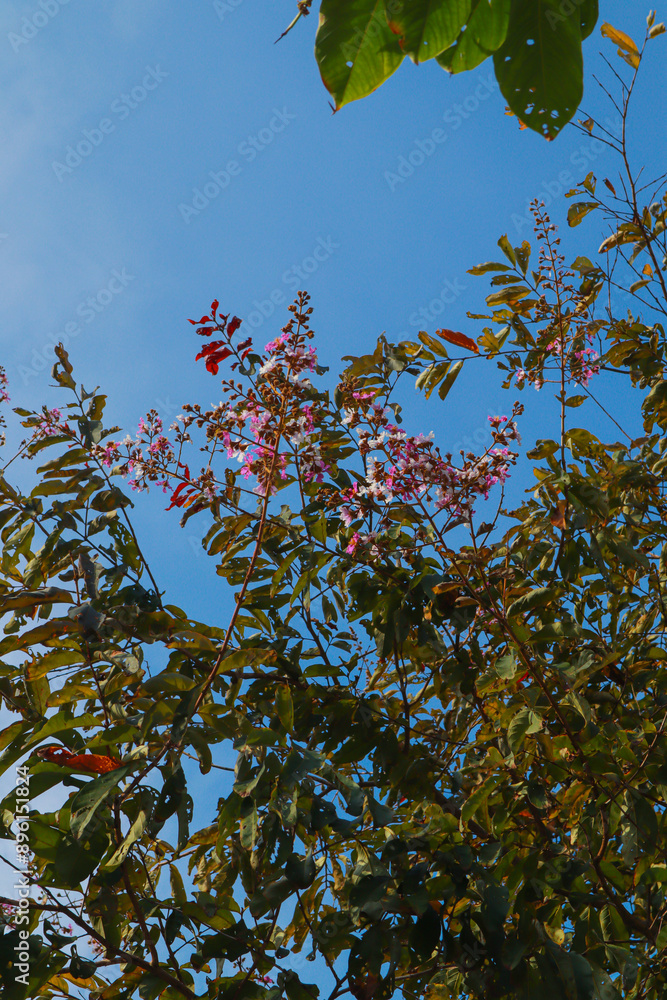 Fototapeta premium leaves against blue sky