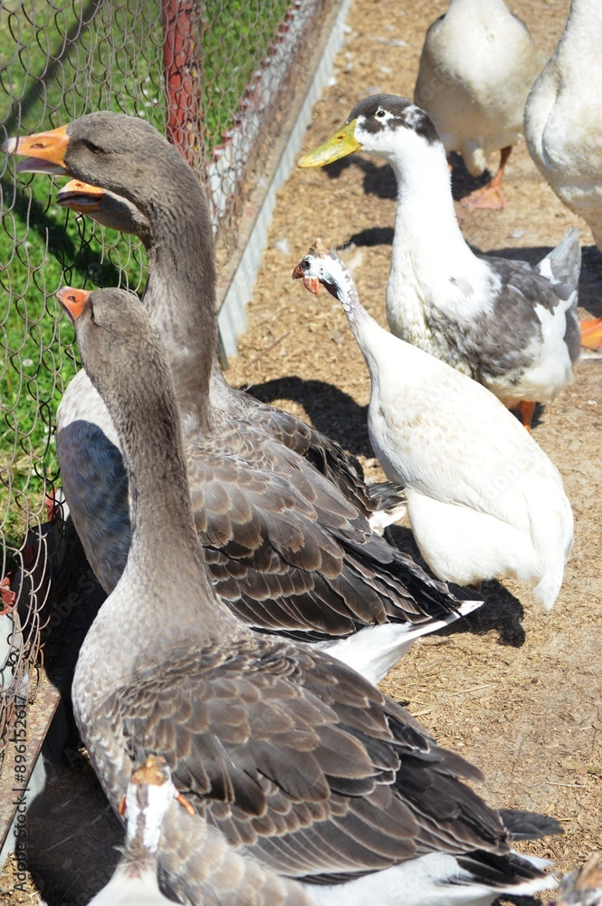Obraz premium two ducks on the beach