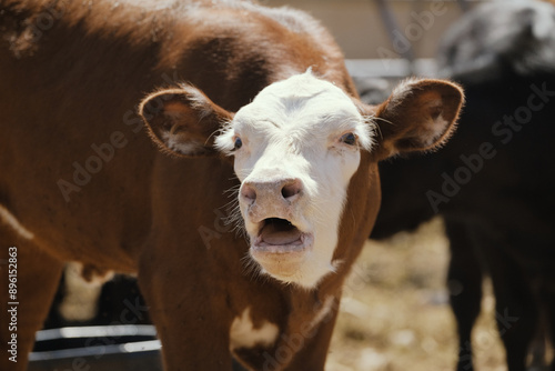 Calf cow on ranch bawling and mooing closeup.
