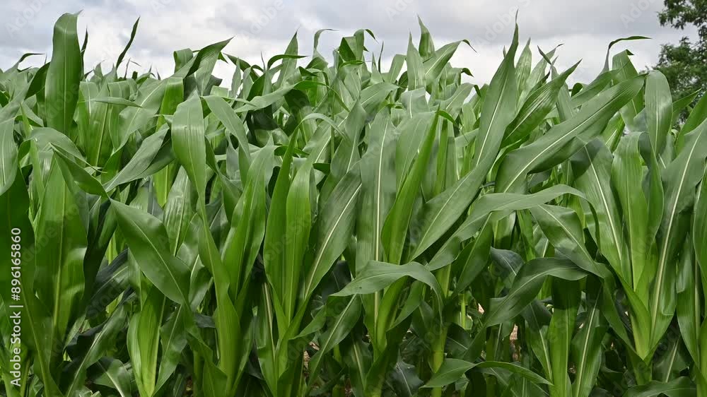 Close-up of corn plants and leaves in a field swaying with the wind under a sky filled with grayish clouds. Close-up of corn plants and leaves in a field swaying with the wind under a sky filled with grayish clouds.