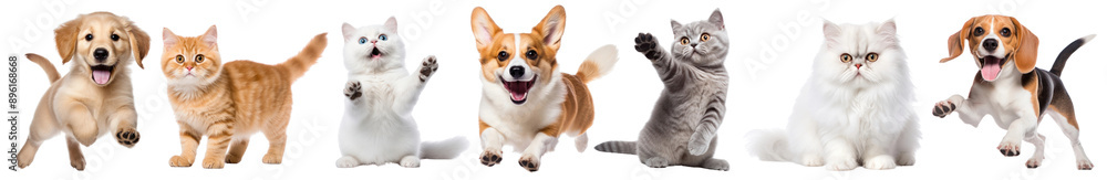 Cat and dog png cut out element set Cat and dog png cut out element set