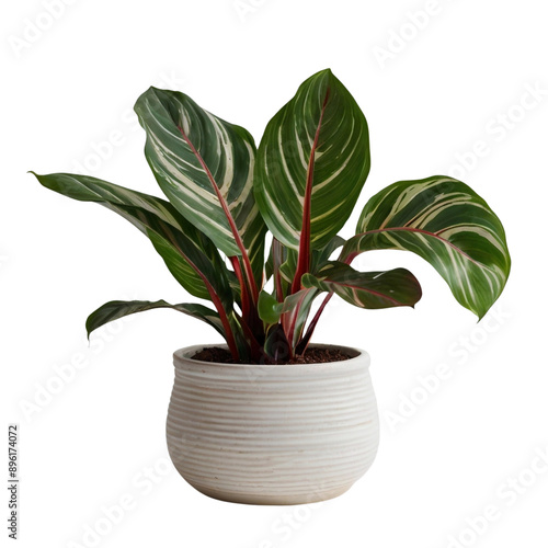 Calathea houseplant in pot on transparent background