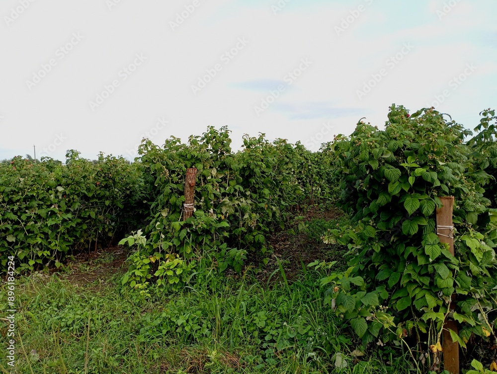 Fototapeta premium Raspberry plantation with green bushes tied between wooden columns. Growing raspberries on an industrial scale under the open sky.
