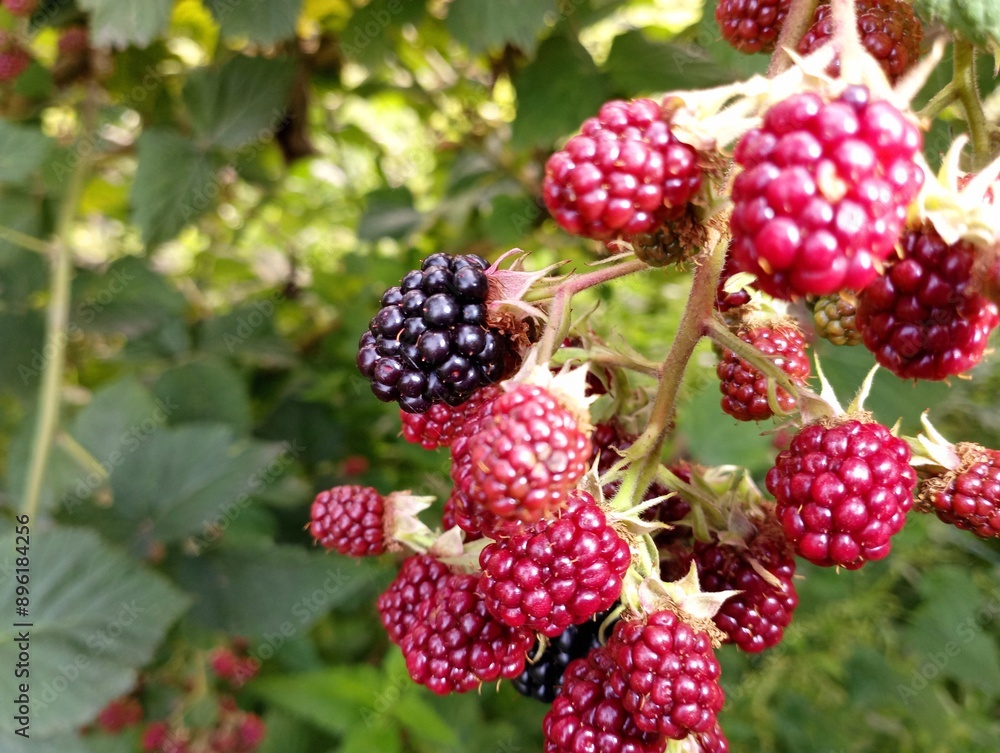 Black blackberry on a branch of a bush in the garden. Growing blackberries in the garden. Background with fresh unripe blackberry berries. Black blackberry on a branch of a bush in the garden. Growing blackberries in the garden. Background with fresh unripe blackberry berries.