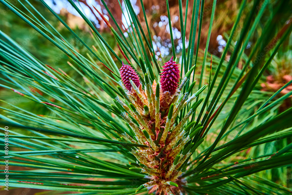 Magenta Pine Cones with Green Needles Close-Up in Daylight Magenta Pine Cones with Green Needles Close-Up in Daylight