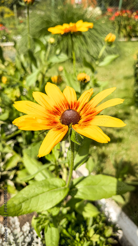 Different flowers in the garden on a calm summer day Different flowers in the garden on a calm summer day