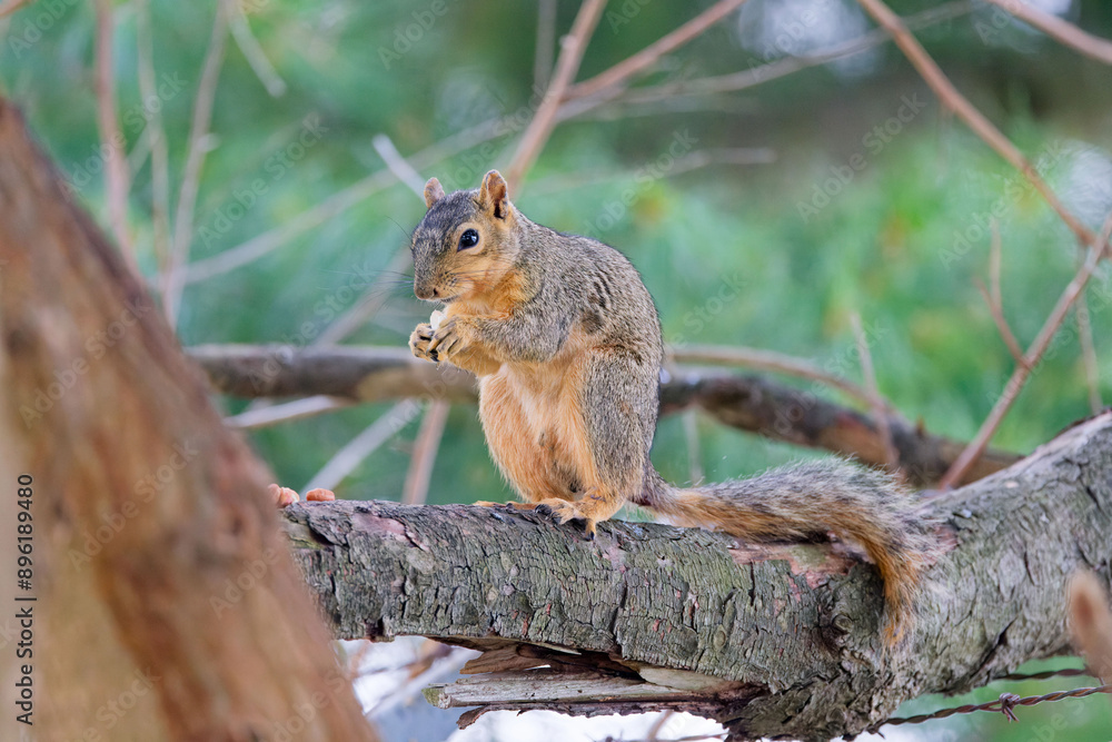The fox squirrel (Sciurus niger), also known as the eastern fox squirrel or Bryant's fox squirre The fox squirrel (Sciurus niger), also known as the eastern fox squirrel or Bryant's fox squirre