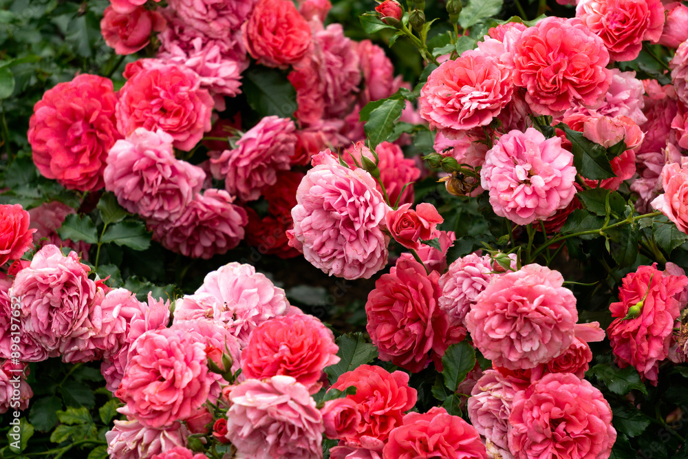 Red, pink roses bush in summer garden. Red, pink roses bush in summer garden.