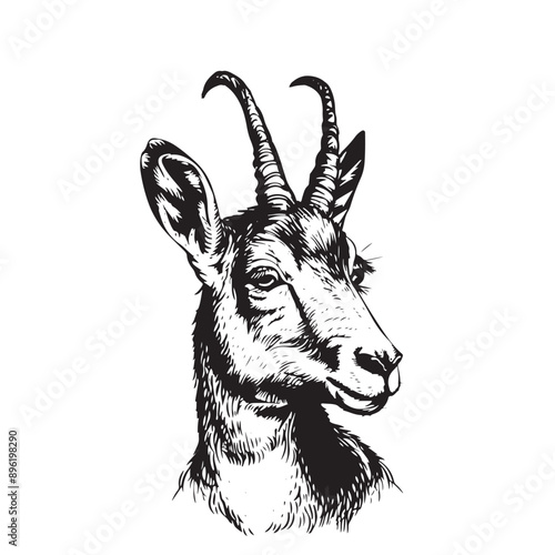 Chamois Buck Vector Illustration. Hand Drawn Mountain Goat