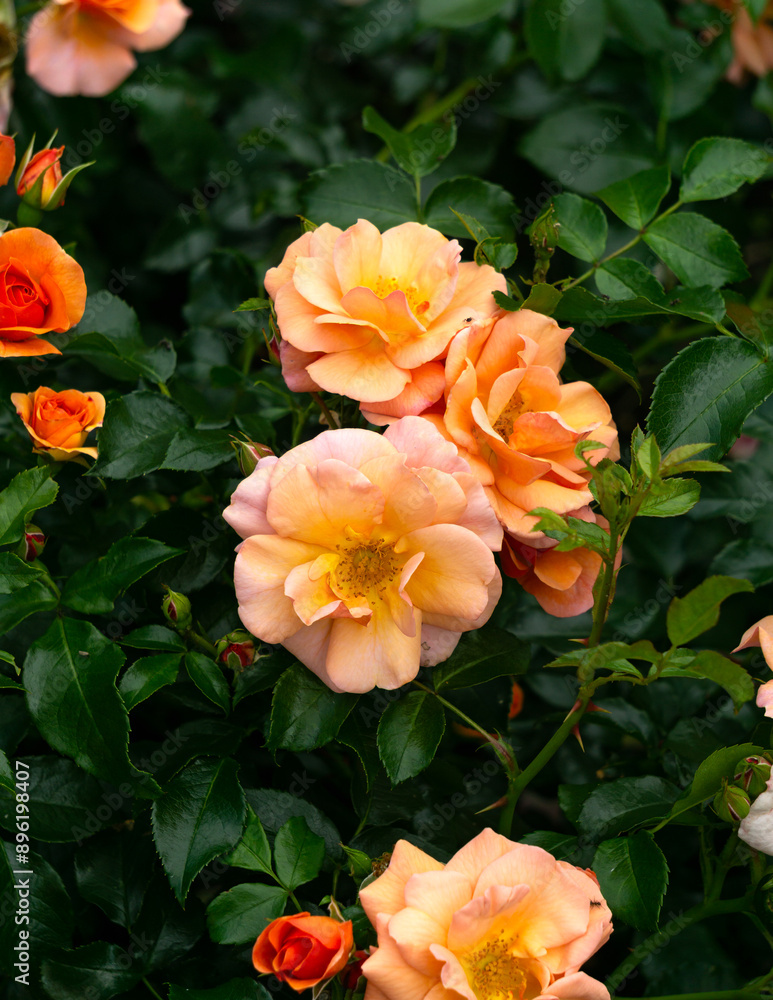 Orange roses bush in summer garden. Orange roses bush in summer garden.
