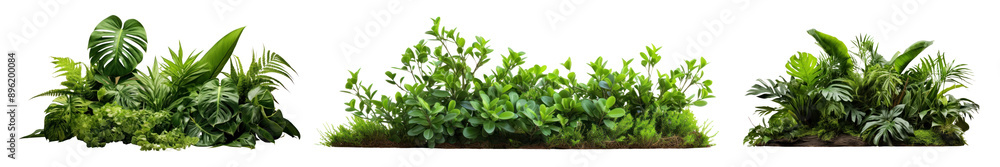 Bush plant backyard garden png cut out element set Bush plant backyard garden png cut out element set