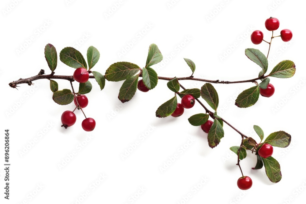 A branch with red berries against a white background. A close-up image showcasing the texture and detail of the fruit. A branch with red berries against a white background. A close-up image showcasing the texture and detail of the fruit.