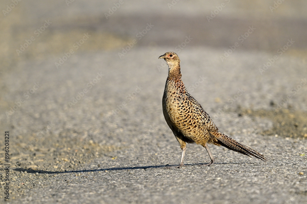 Fasan - Weibchen // Common pheasant - female (Phasianus colchicus) Fasan - Weibchen // Common pheasant - female (Phasianus colchicus)