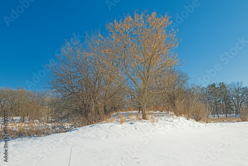Wallpaper Mural Stately Tree on a Little Hill in Winter Torontodigital.ca