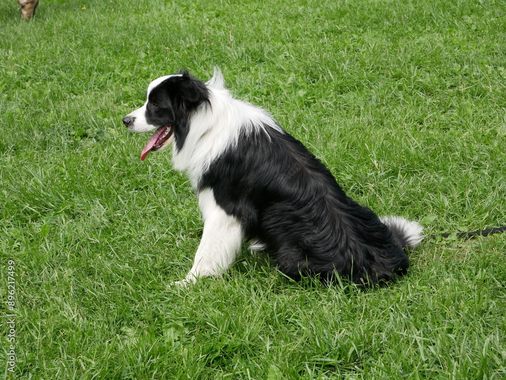 Border collie sheepdog in the grass - closeup. Border collie sheepdog in the grass - closeup.