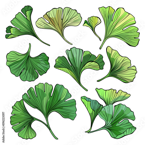 Hand drawn vector set of Ginkgo biloba leaves. Set of leaves of different shapes and colors. Nature botanical vector illustration, herbal medicine graphic isolated over white