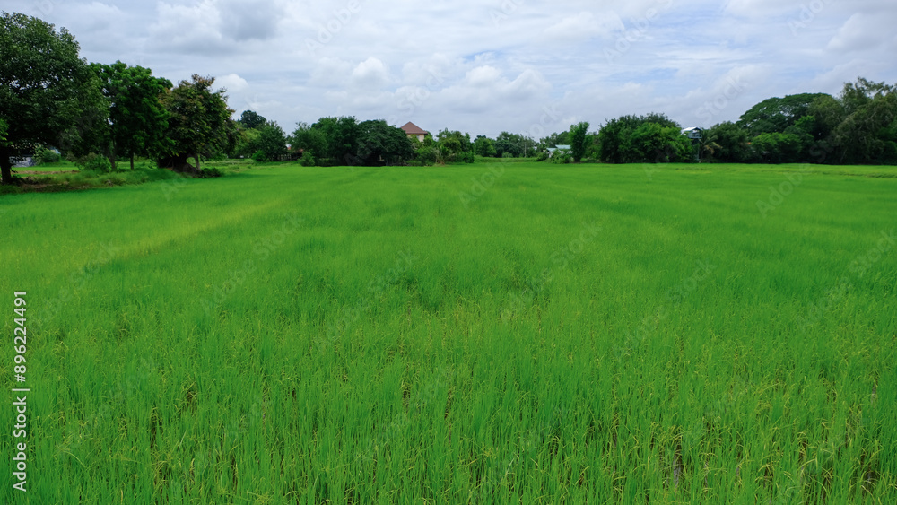 Vibrant green rice field under a cloudy sky, showcasing the beauty of nature and agriculture. Vibrant green rice field under a cloudy sky, showcasing the beauty of nature and agriculture.