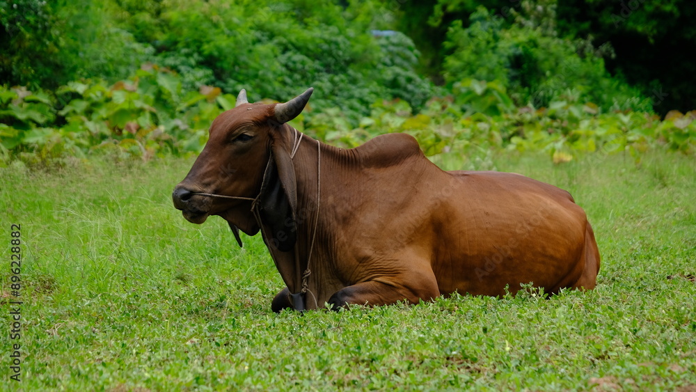 A peaceful brown cow resting comfortably in a green field, surrounded by lush vegetation under a serene atmosphere.