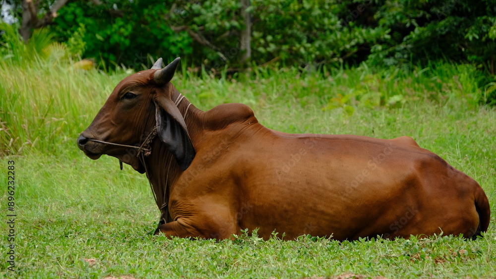 A serene image of a brown cow resting peacefully in lush green grass under natural sunlight, showcasing rural tranquility. A serene image of a brown cow resting peacefully in lush green grass under natural sunlight, showcasing rural tranquility.