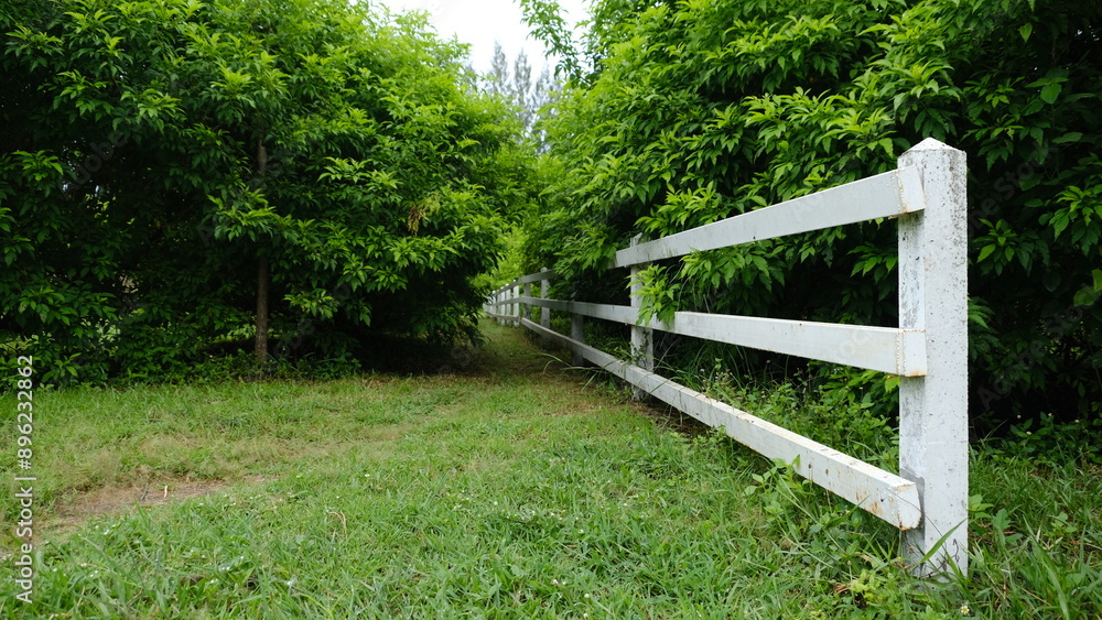 A serene pathway lined with a white fence, surrounded by lush greenery, inviting exploration and tranquility in nature. A serene pathway lined with a white fence, surrounded by lush greenery, inviting exploration and tranquility in nature.