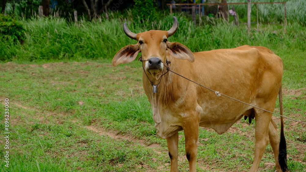 A serene rural scene featuring a brown cow grazing in a lush green field, showcasing the beauty of farm life. A serene rural scene featuring a brown cow grazing in a lush green field, showcasing the beauty of farm life.