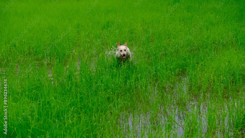 Happy dog running through a lush green field, enjoying nature and playtime in the great outdoors. Happy dog running through a lush green field, enjoying nature and playtime in the great outdoors.