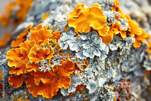 Close-up of vibrant orange and gray lichens on a rock, showcasing nature's intricate patterns and textures. photo